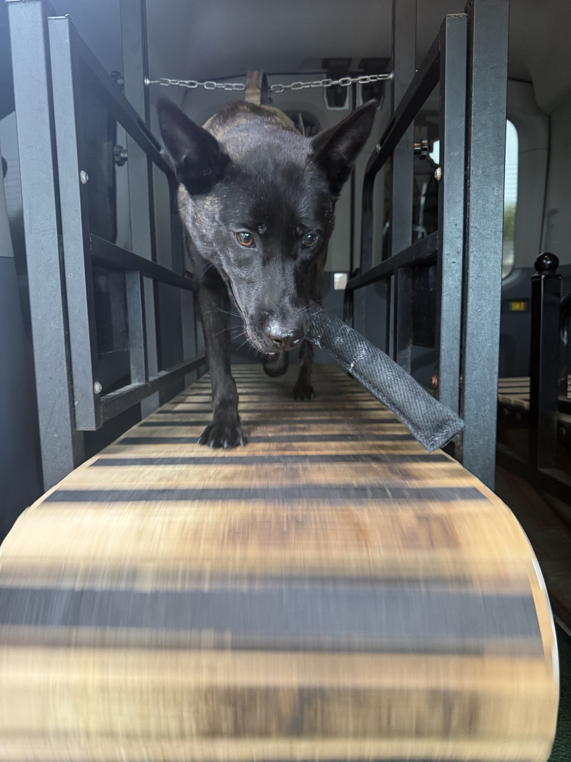 Dog running toward camera on mobile dog gym