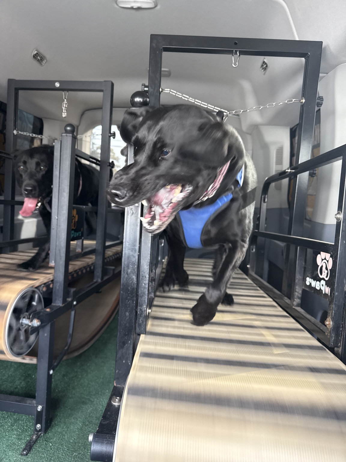 Black dog running on slat mill
