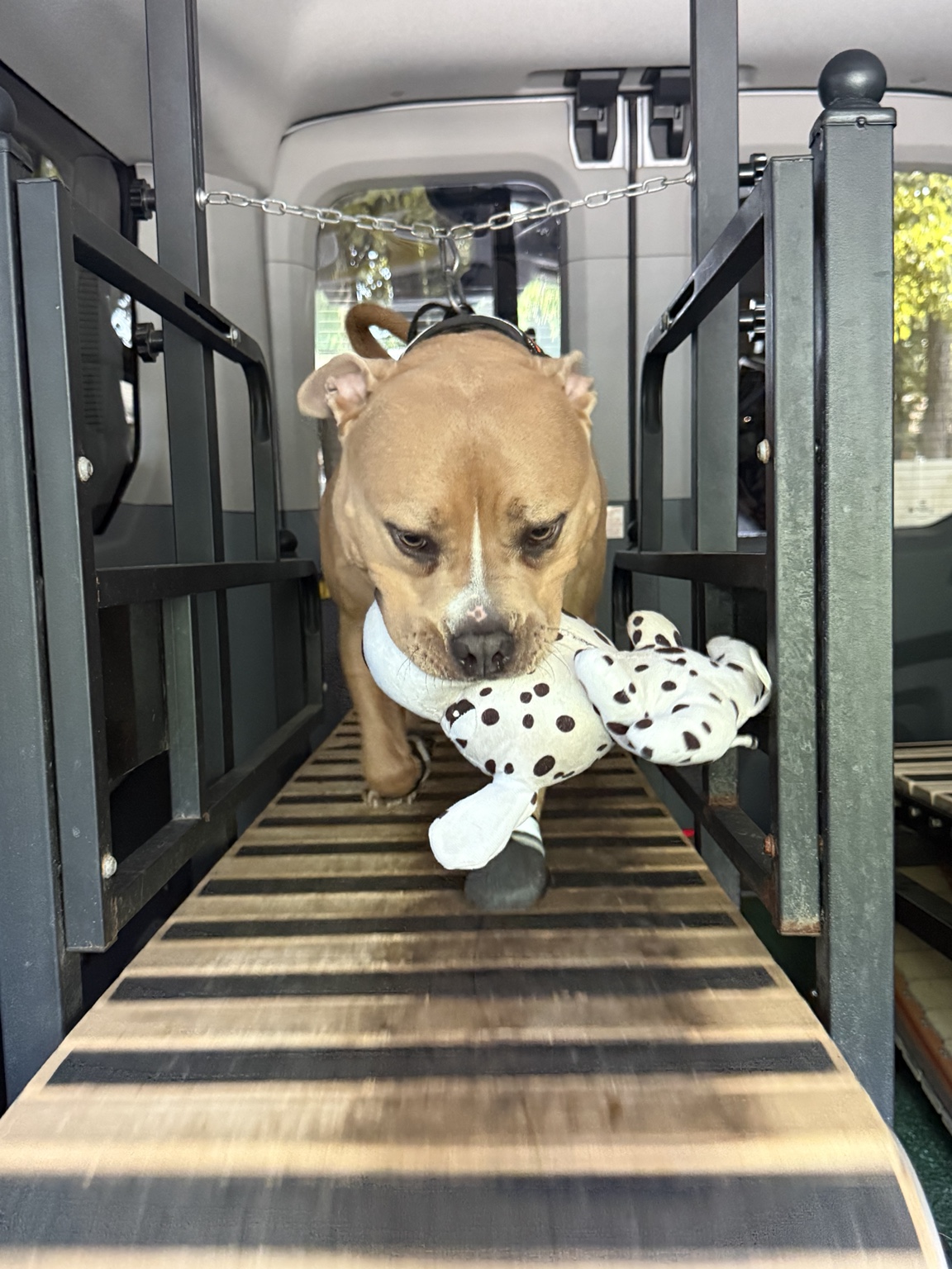 Bully dog carrying plush while exercising