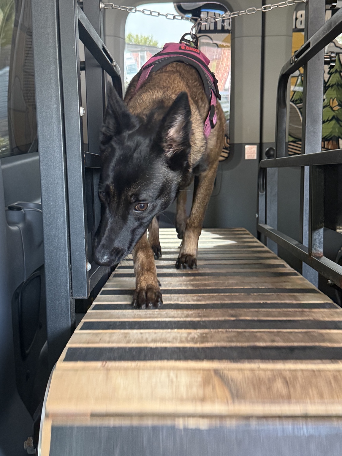 Malinois focused on mobile dog gym treadmill
