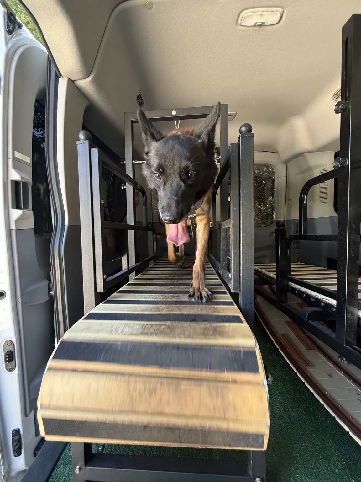 Belgian Malinois exercising on a mobile dog gym slat mill