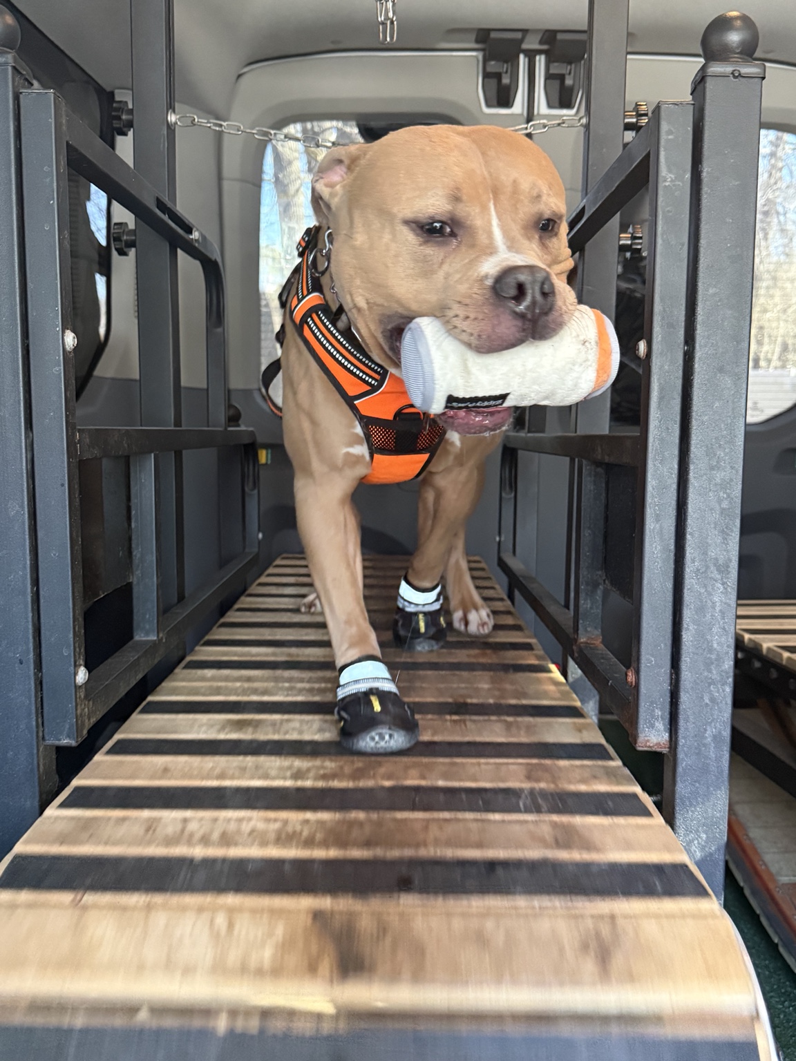 Bully breed dog exercising with toy on treadmill