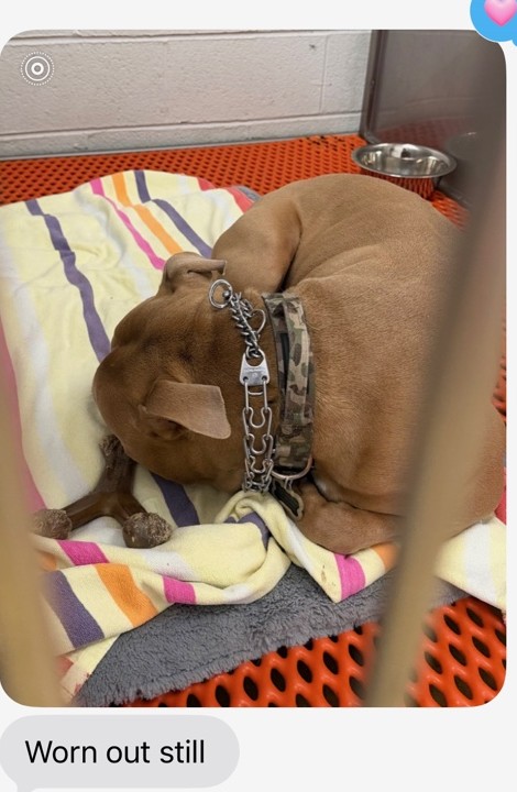 Customer message showing a dog sleeping after a Lokey's Mobile Dog Gym session